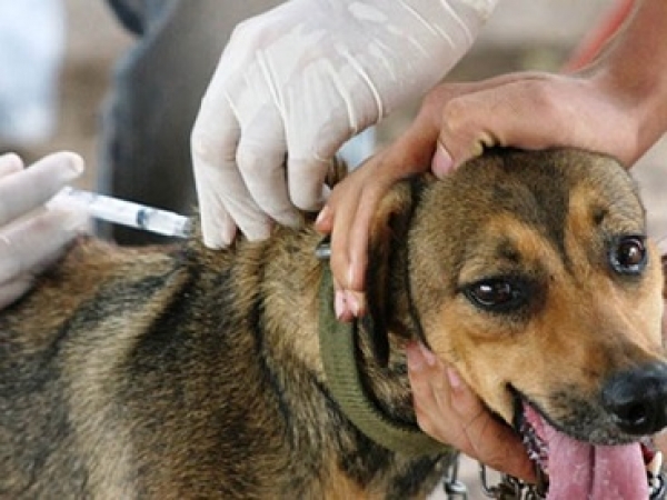 Campanha de vacinação contra a raiva de cães e gatos será neste sábado na cidade de Buritis.